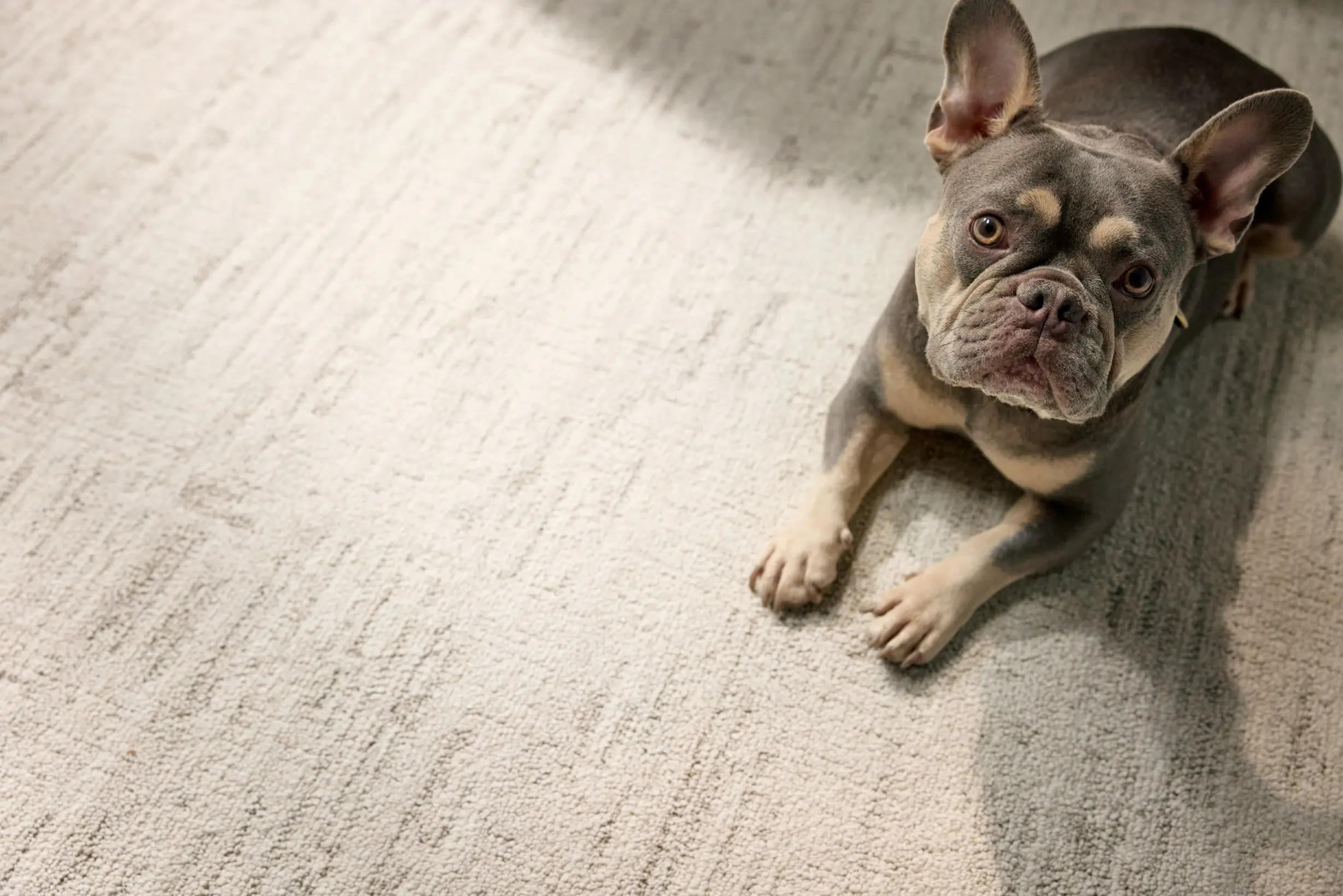 French Bulldog on textured cream-gray carpet — soft, family-friendly flooring from Blackburn's Interiors in Winter Haven, FL